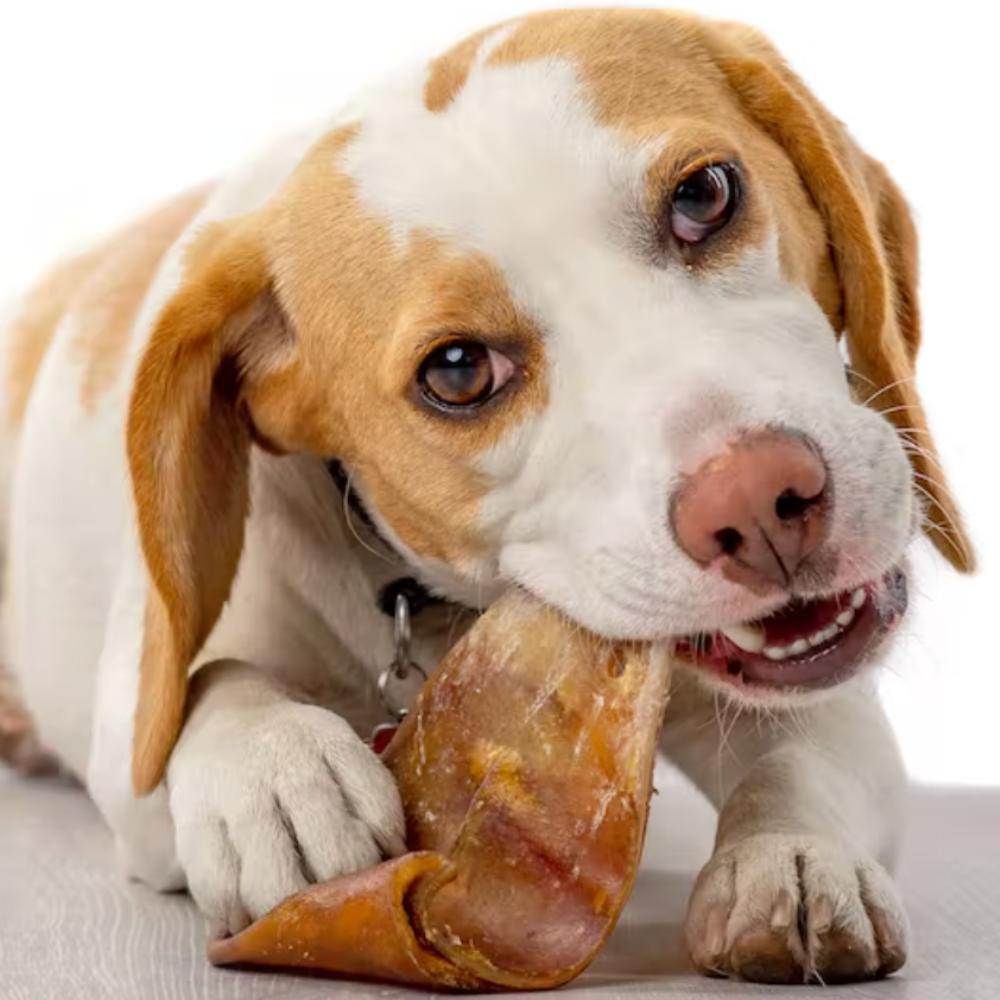 A whole dried pig ear held up to show its thickness